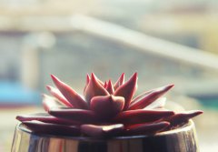 属兔的几点出生命最好 属兔出生时辰的命运