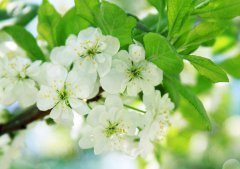 属鼠的人穿什么颜色的衣服最好