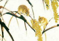 属鼠的属相婚配表大全