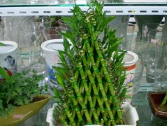 <b>富贵竹有哪些摆放风水</b>