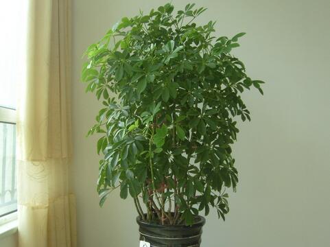 招财佛手的养殖有哪些风水讲究