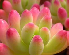 天厨贵人对人性格命运的影响