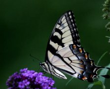 魁罡贵人对人性格命运的影响