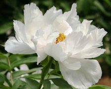 癸水生于午月如何取用神