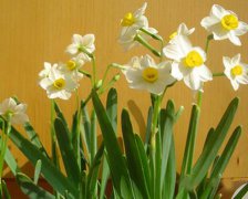 辛金生于戌月如何取用神