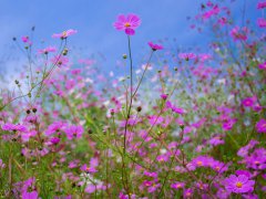 面相学歌谣之心镜歌