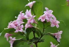 面相解读之耳低于眼的人智力欠佳 耳高于眉的人头脑聪明