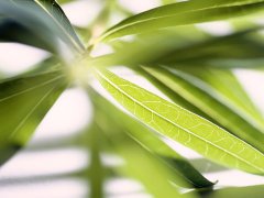 面相解析之为何眉毛可以显示人的一生成败