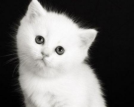 对天秤座男生冷淡他会怎样 起名网