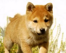 2017年8月开工装修的黄道吉日查询