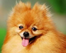 2017年2月生宝宝黄道吉日查询