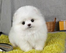2017年6月生宝宝黄道吉日查询