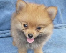 2017年7月生宝宝黄道吉日查询