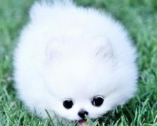 2017年8月生宝宝黄道吉日查询