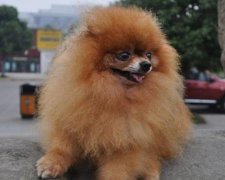 2017年12月生宝宝黄道吉日查询