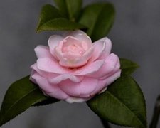 2017年11月适合修坟的黄道吉日查询