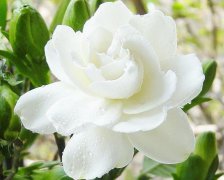 2017年7月适合破土的黄道吉日查询