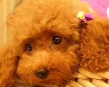 2017年12月适合就职的黄道吉日查询