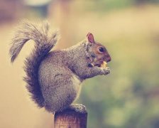2017年5月适合装修的黄道吉日查询