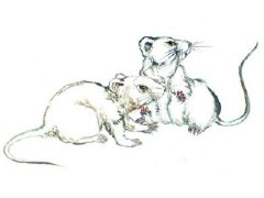 属鼠人一生运势