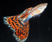 2017年属鸡男孩小名大全最新版的