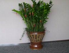 属鼠适合养什么花