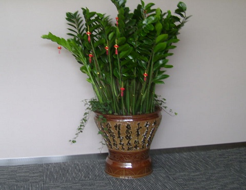 属鼠适合养什么花