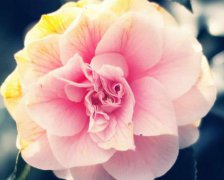 好听的游戏宠物名字