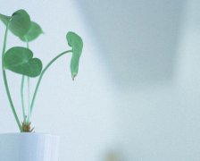 给鸡年宝宝起乳名的注意事项