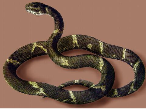 周公解梦梦见彩色的蛇是什么意思做梦梦到彩色