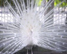 文艺温暖的游戏昵称有哪些——年少，岁末说再见