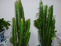 龙骨花的功效与作用