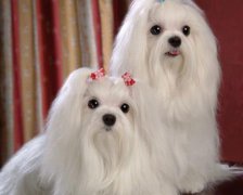 对爱情渴望强烈的女生八字