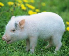 阳光逗逼的游戏昵称有哪些——美图秀秀成就了多少网恋