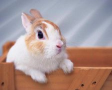 2017年西方五道诞辰是公历几月几号 2017年西方五道诞辰是哪一天