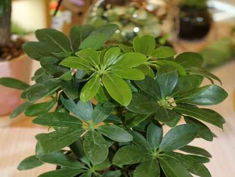 七叶莲的功效与作用 起名网