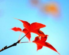 2017年企业春节祝福语大全 鸡年公司给员工的祝福短信