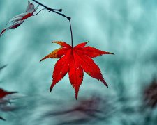 2017年给父母的感恩节祝福语大全
