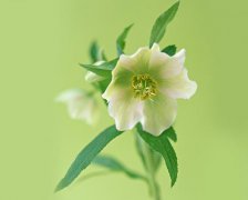 2018年5月适合裁衣的黄道吉日查询