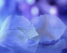 对爱情最投入的人八字分析