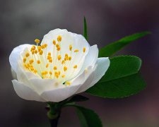 2017年1月4日黄历吉日查询