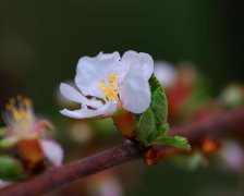 2017年1月5日黄历吉日查询