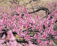2017年妇女节给老婆的祝福语大全