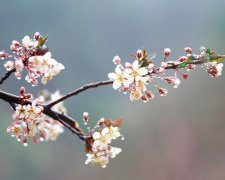 2017年1月12日黄历吉日查询