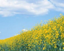 2017年1月14日黄历吉日查询