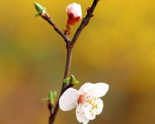 2017年1月15日黄历吉日查询