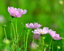 2017年清明节寄语