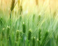 2017年光棍节求爱短信示例