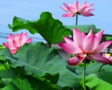 2017年1月24日黄历吉日查询