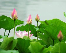 2017年1月26日黄历吉日查询